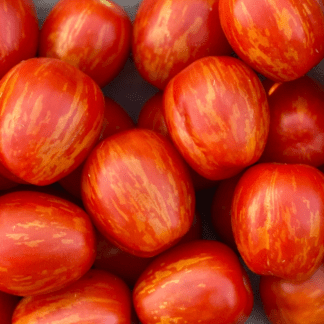 Organic Cherry Ember Tomato
