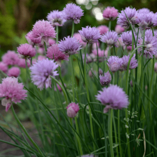 Organic Chives