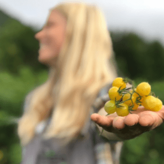 Organic Coyote Cherry Tomato