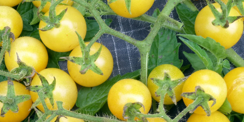 Organic Heirloom Coyote Cherry Tomato 800x400 1 e1689789055544