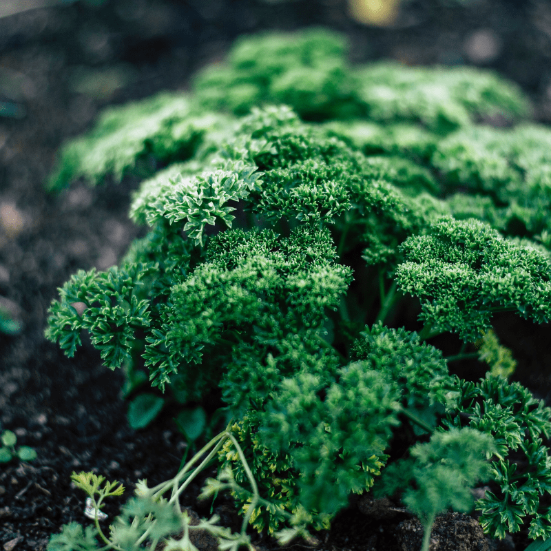 Curled Parsley 1,000 Parsley Seeds Moss Green Curled 2021 Seeds     Green 