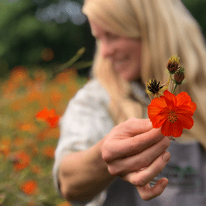 Organic Heirloom Diablo Cosmos 1