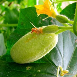 Organic Dragon Egg Cucumber