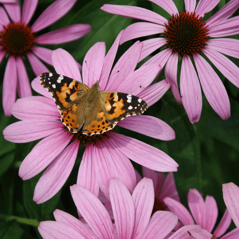 Organic Heirloom Echinacea 1 2