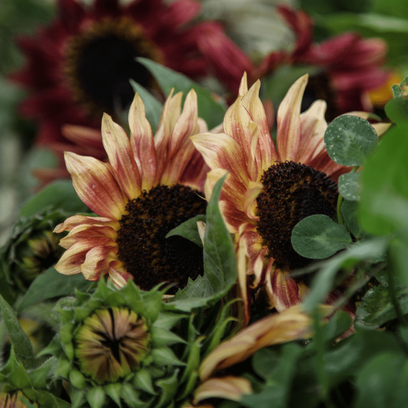 Organic Heirloom Evening Colors Sunflower 1