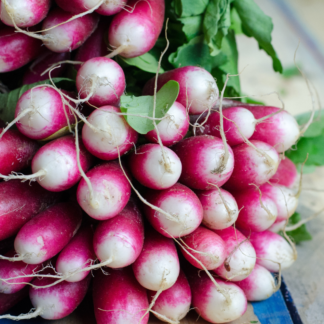 Organic D'Avignon Radish