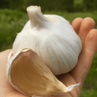 Organic German White Hardneck Garlic