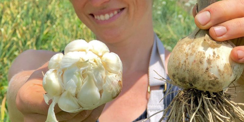 Organic Heirloom Garlic 800 400