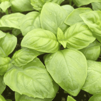 Organic Genovese Basil