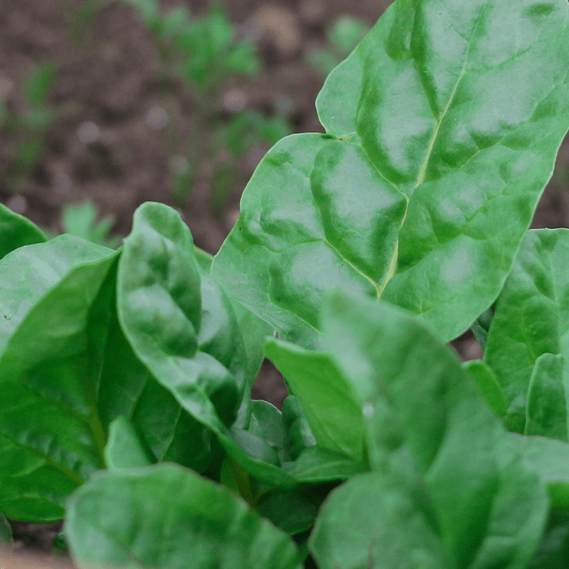 Giant Winter Organic Spinach
