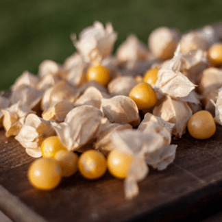 Organic Cossack's Pineapple Ground Cherry