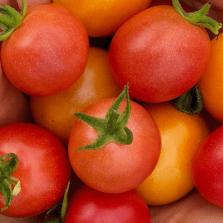 Organic Honey Drop Tomato
