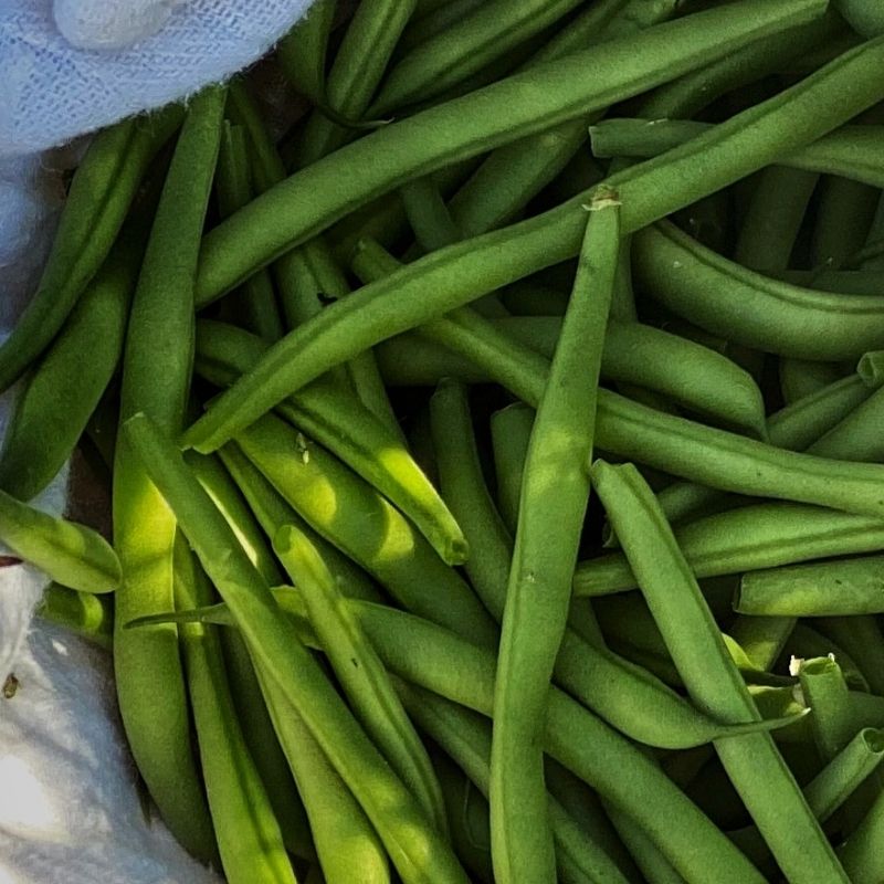 Organic Jade Green Bean - Fruition Seeds