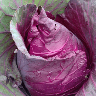 Rufus Red Cabbage Vegetable apx 2kg Fruit 750 Seeds 