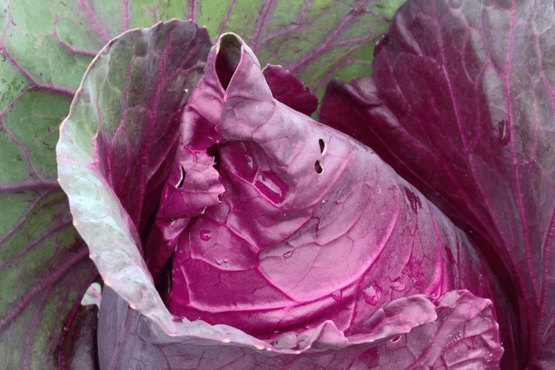 Organic Kalibos Red Cabbage