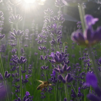 Organic Heirloom Lavendar