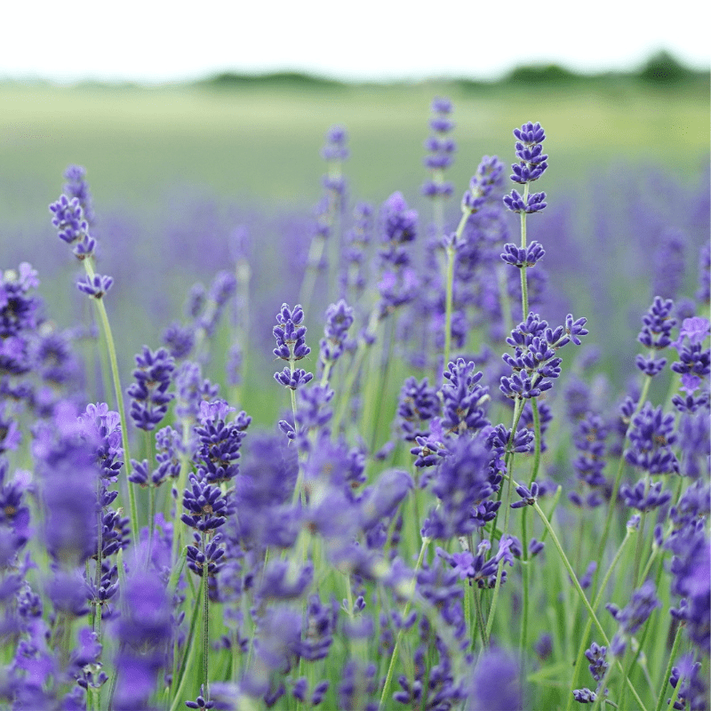 English Lavender Heirloom Seeds