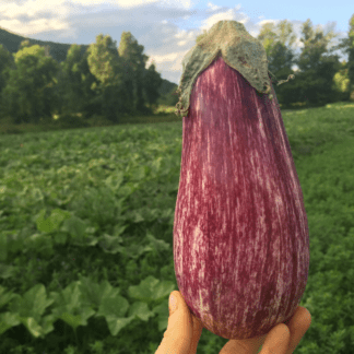 Organic Listada di Gandia Eggplant