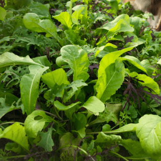 Organic Mighty Spicy Mesclun Mix