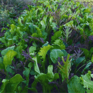 Organic Winter Green Mesclun Mix