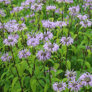 Organic Bee Balm Perennials