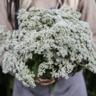 Perennial Organic Boneset