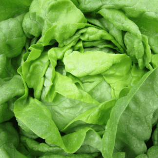 Organic Optima Lettuce