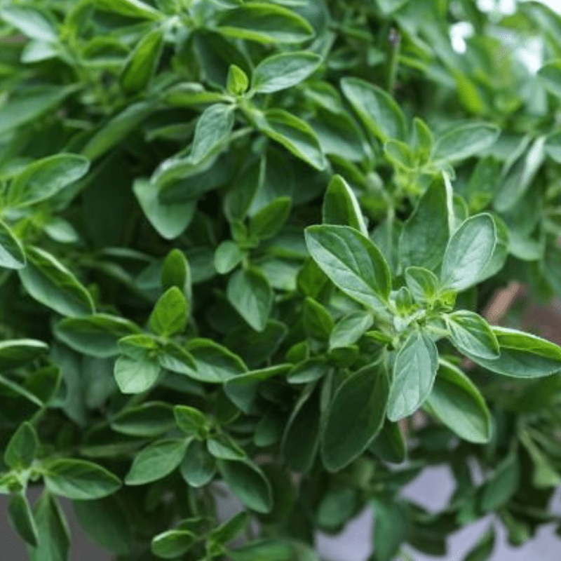 Organic Greek Oregano Fruition Seeds