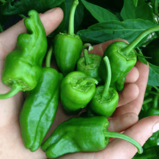 Organic Padron Frying Pepper