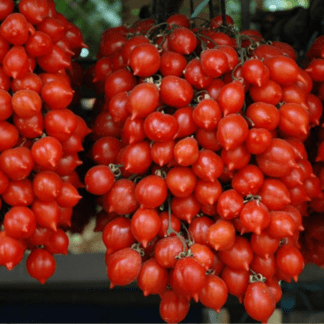 Organic Piennolo Del Vesuvio Paste Tomato