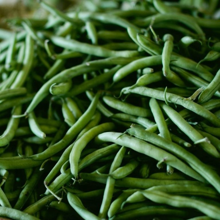 Organic Jade Green Bean Fruition Seeds