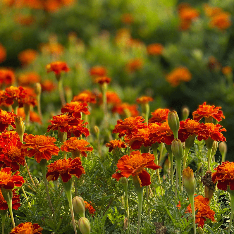 what are marigolds