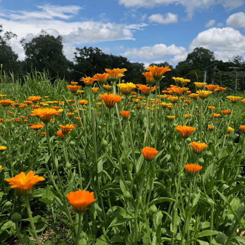 Calendula Flower