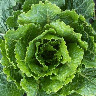 Organic Platonic Romaine Lettuce