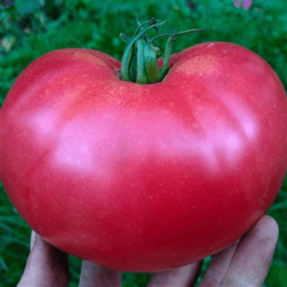 Organic Rose de Berne Tomato