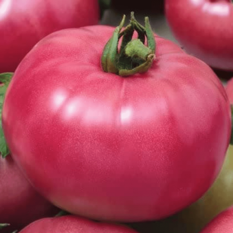 Organic Rose de Berne Tomato - Fruition Seeds