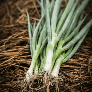 Organic Hardy Bunching Onion | Scallion