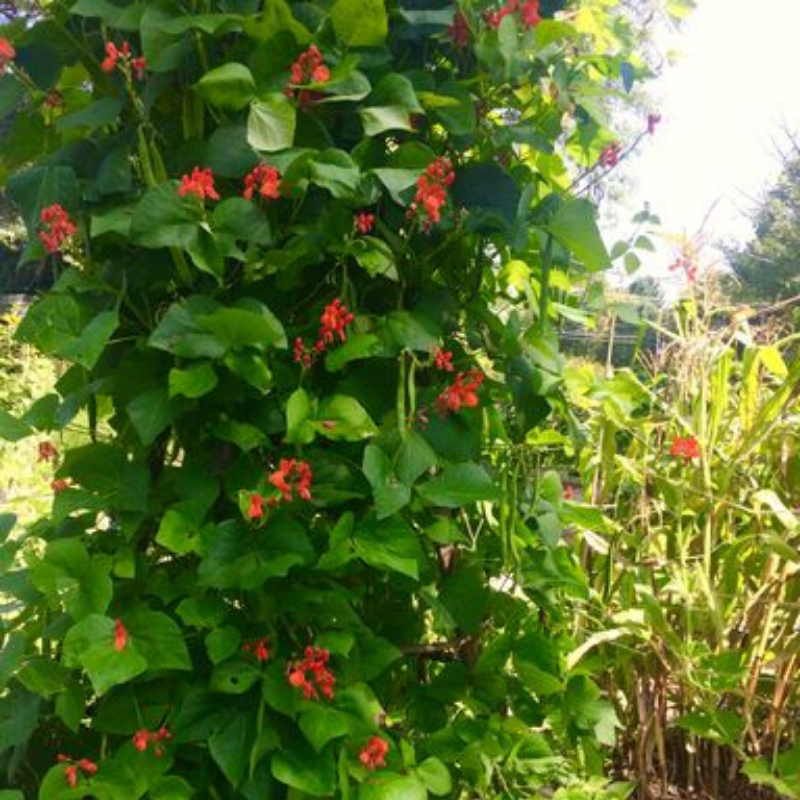 Organic Scarlet Emperor Runner Pole Bean Fruition Seeds