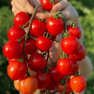 Organic Seiger Tomato