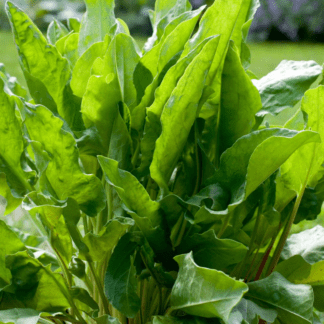 Organic Garden Sorrel