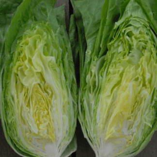 Organic Sugarloaf Chicory