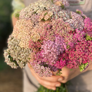 Organic Summer Berries Yarrow