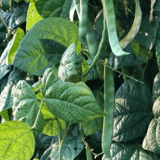 Organic Supermarconi Pole Romano Bean