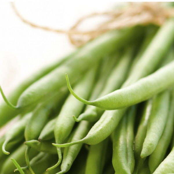 Organic Tavera Bush Filet Bean Fruition Seeds