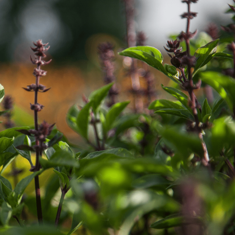 Thai basil