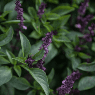 Organic Sweet Thai Basil