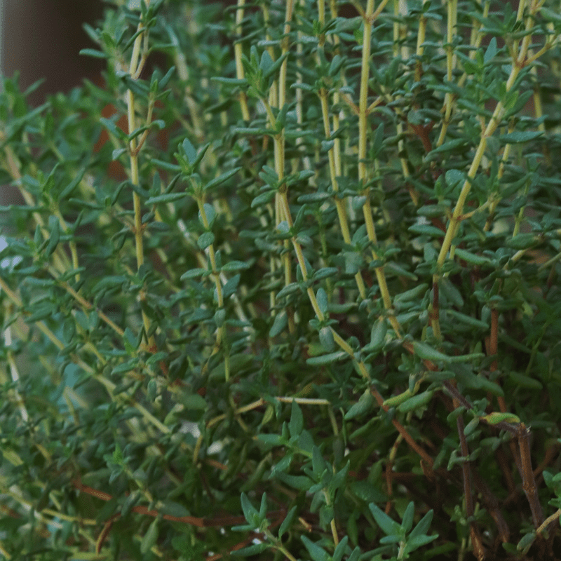 Thyme Seeds, Organic Varieties