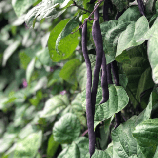 Organic Trionfo Violetto Snap Pole Bean