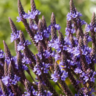 Organic Blue Vervain Perennials