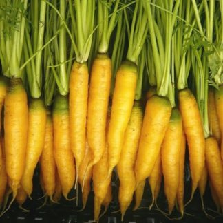 Organic Yellowstone Carrot